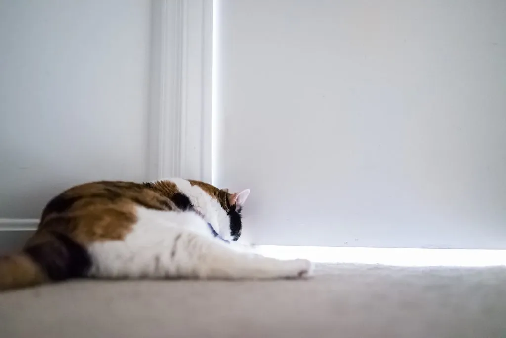 Calico cat lying down by door waiting for owner to open it