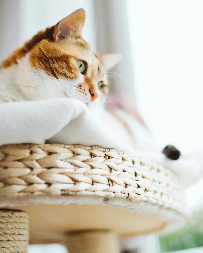 cat sitting in cat tree