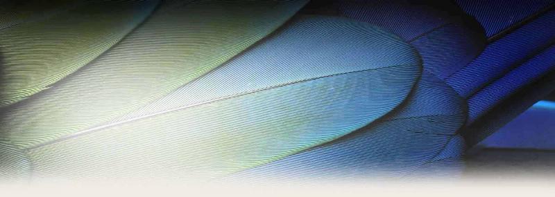 A vibrant parrot perched on its owner's finger, ready for a training session, indoor setting with training toys