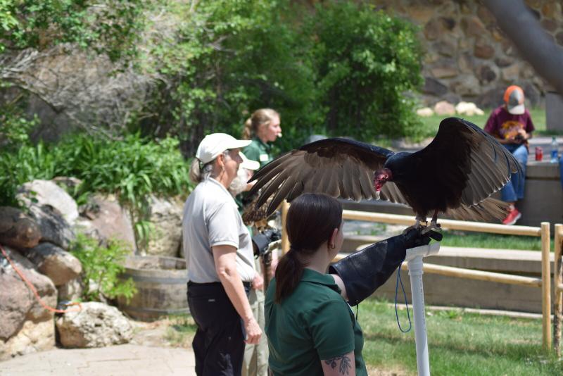 A close-up of specialized falconry equipment including jesses, a swivel, and a leather glove.