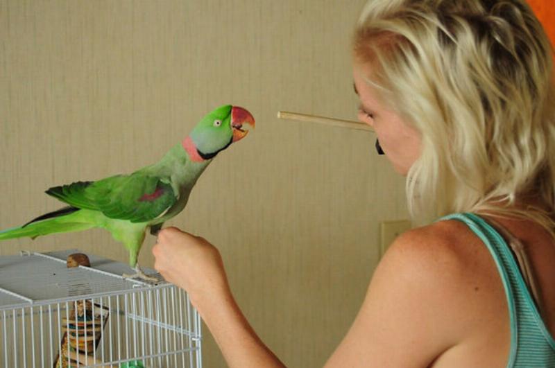 Bird being trained to fly to owner using a treat