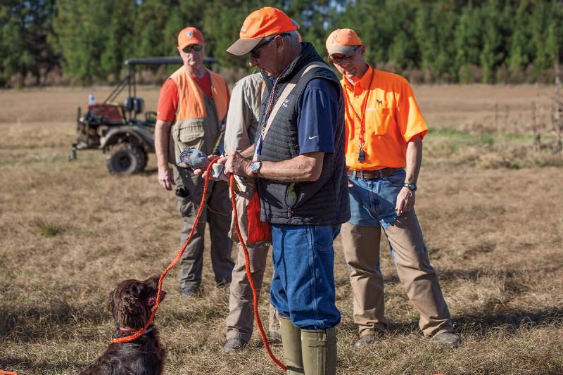 Professional dog training session focusing on bird release command, outdoor field setting
