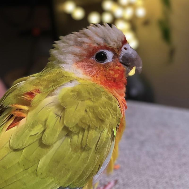Bird learning to follow a target stick for training, illustrating positive reinforcement and gentle guidance for avian companions.