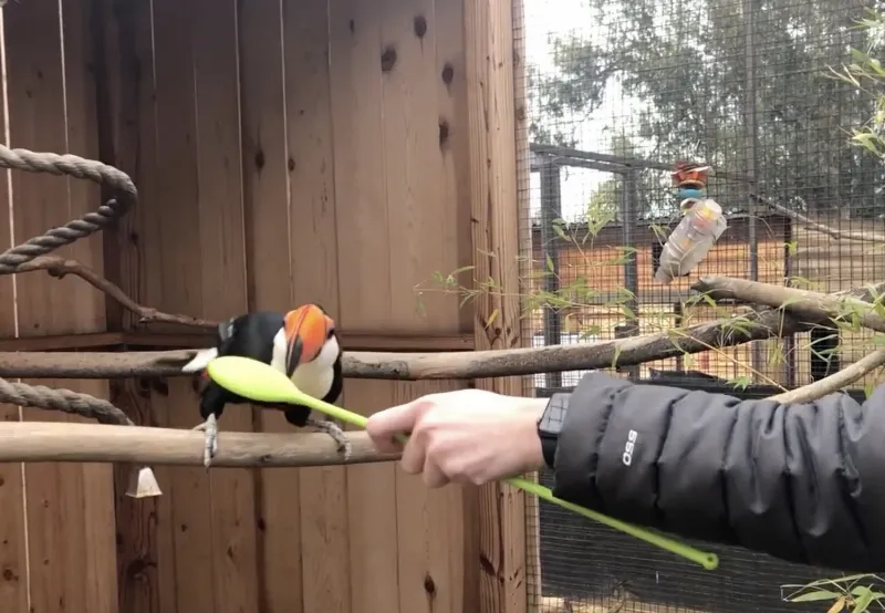 A colorful parrot successfully spinning in a circle, guided by a target stick, with a trainer offering a reward.