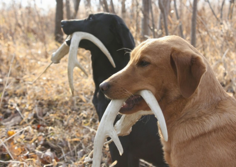 alt-text-parrot-learning-to-fetch-a-small-ball-during-a-positive-reinforcement-training-session