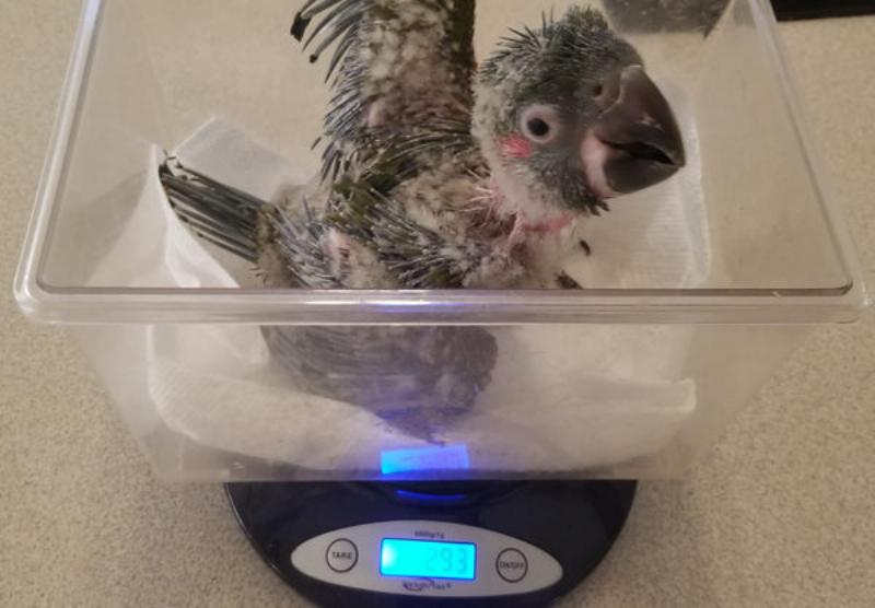 hand-feeding-a-bird-a-treat