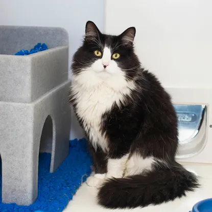 Black and white cat sitting in an adoption centre pen