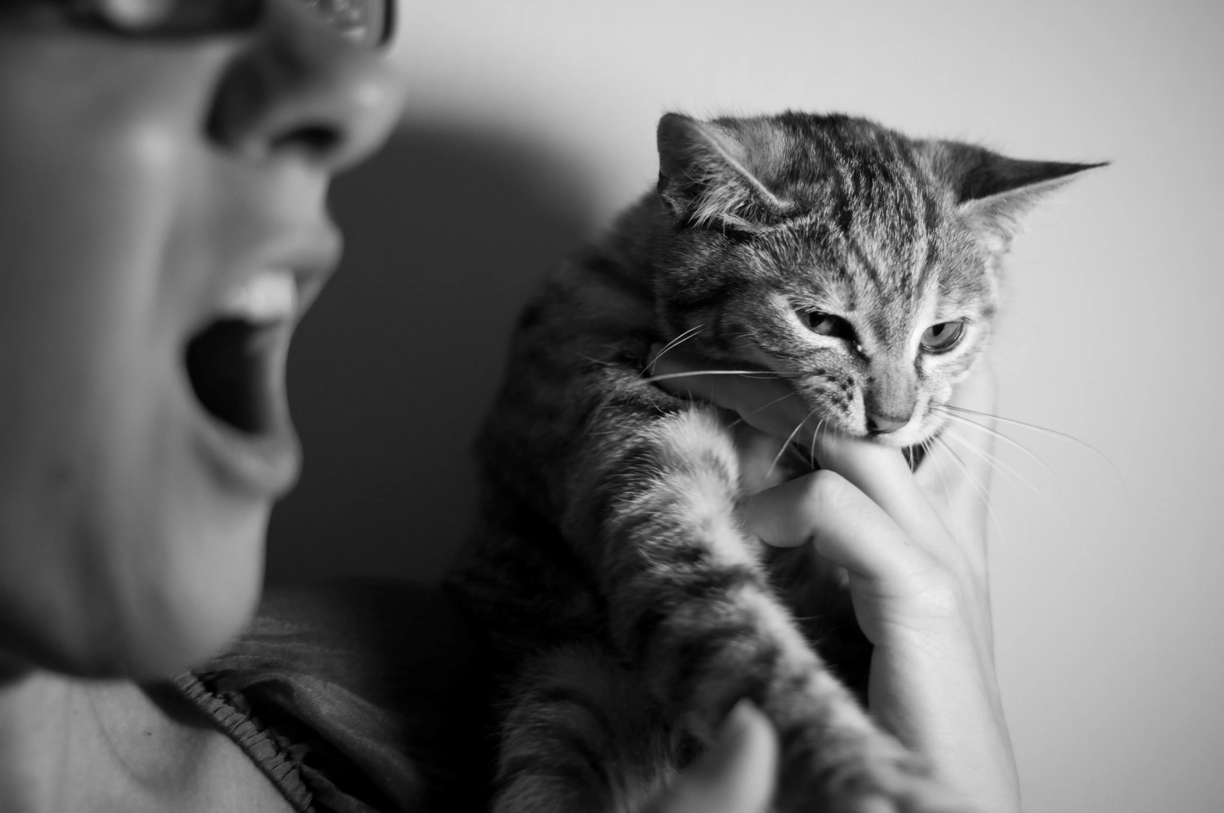 Black and white photo of a tabby cat biting a person