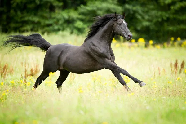 Black horse with a sleek coat
