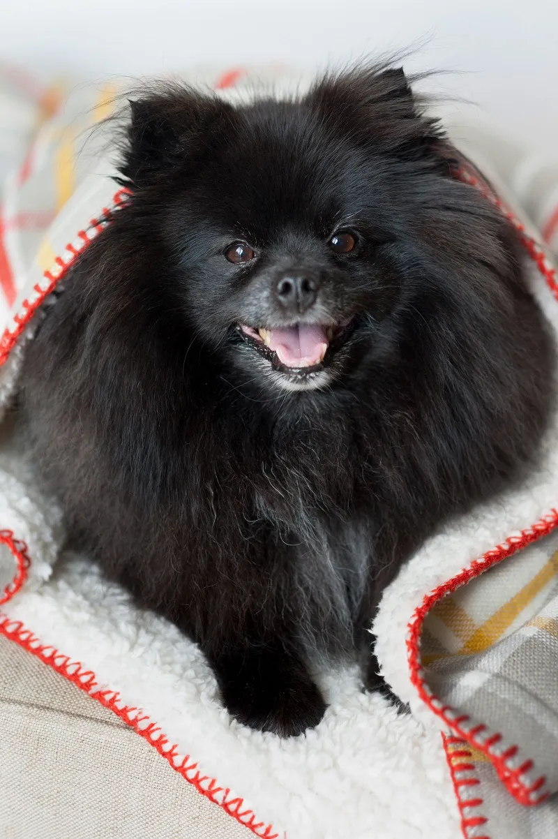 Black Pomeranian on blanket, Syracuse dog photographer, Alice G Patterson Photography