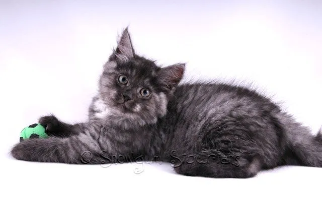 Black Smoke Siberian Kitten