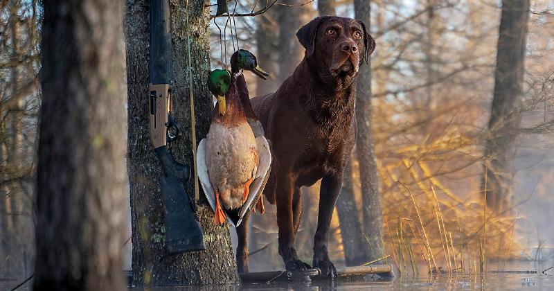 A trainer using a blank pistol for dog training in a wide-open field with a Labrador retriever watching intently from a distance, ready for a retrieve.