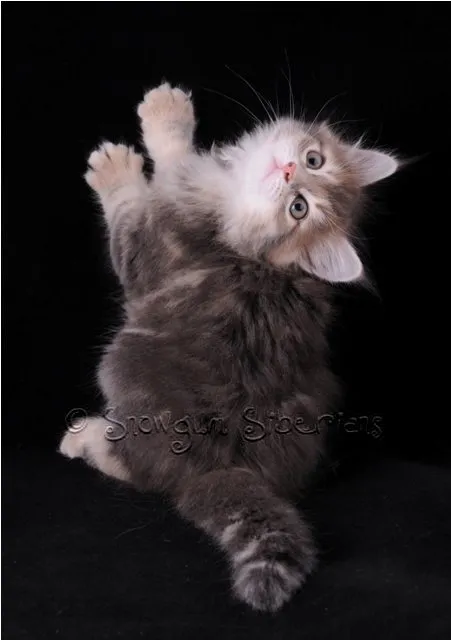 Blue Golden Classic Siberian Kitten Bluebelle
