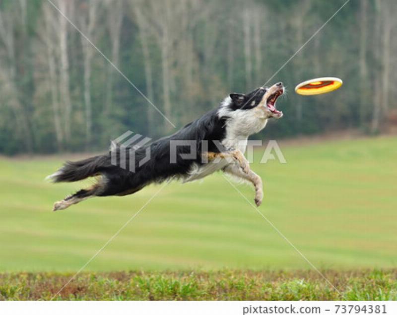 A border collie in mid-air, leaping over a jump during an agility competition