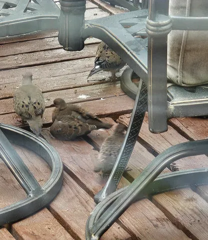 Both fledglings are reunited with their parents on the deck, a scene of successful resilience.