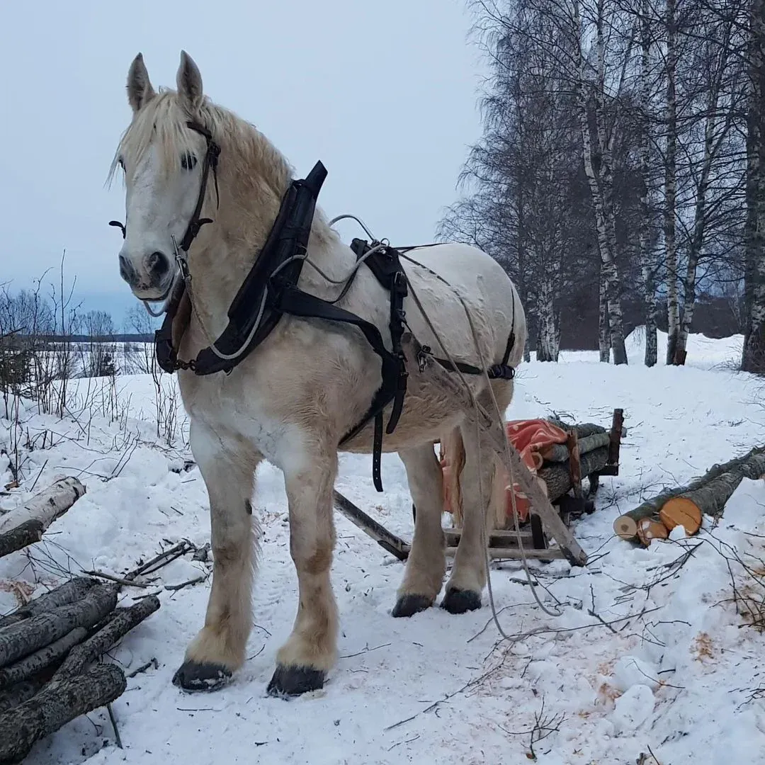Boulonnais horse, known as the White Marble