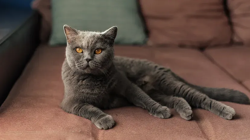 British Shorthair cat with grey and white fur