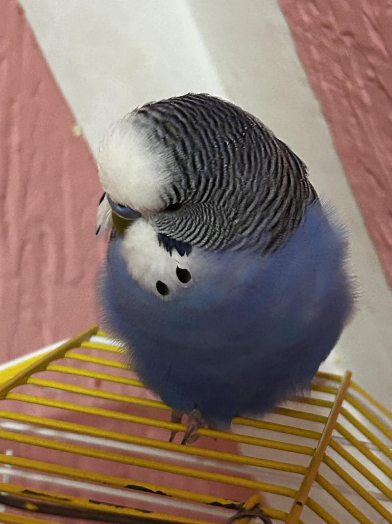 Adorable budgie learning to retrieve a tiny ball