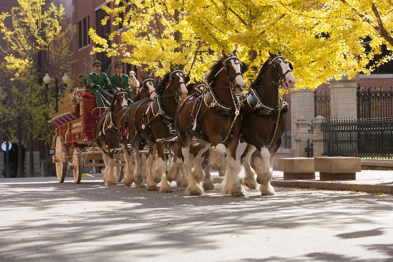 A team of Budweiser Clydesdales in a training hitch, showcasing the Budweiser horse training process in a large field