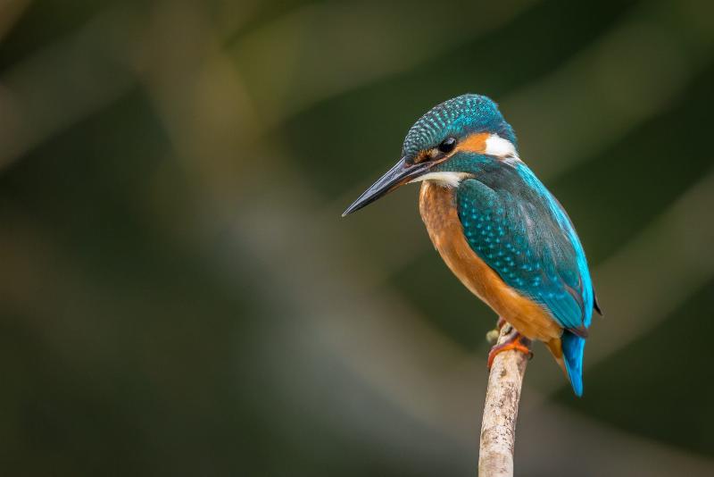 The aerodynamic nose of a Japanese bullet train, inspired by a kingfisher's beak, reducing noise and improving efficiency.