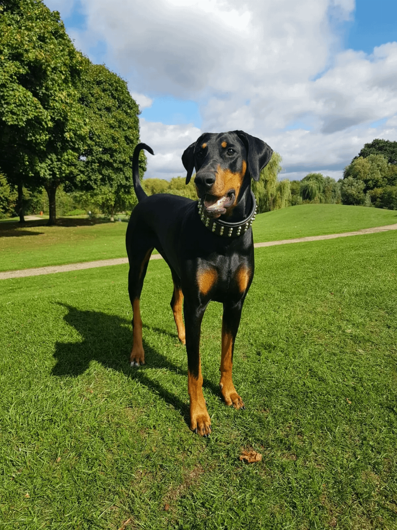 A close-up of Bullseye, the horse from Toy Story, showcasing his friendly expression and floppy ears.