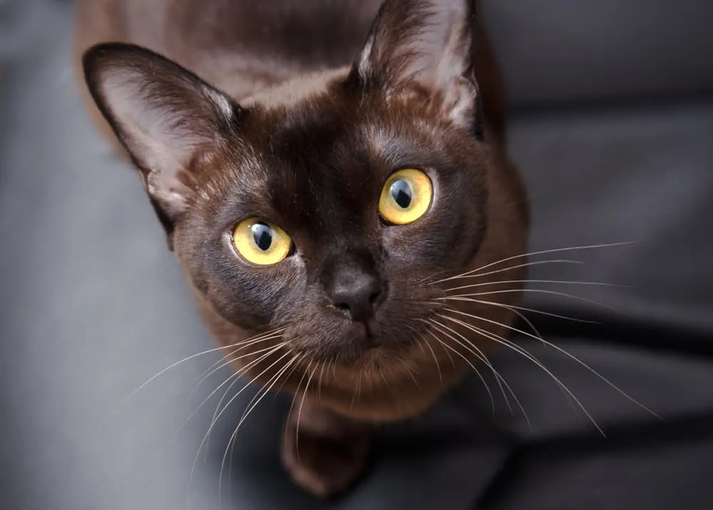 Burmese cat with yellow eyes