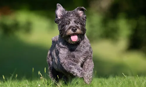 Cairn Terrier