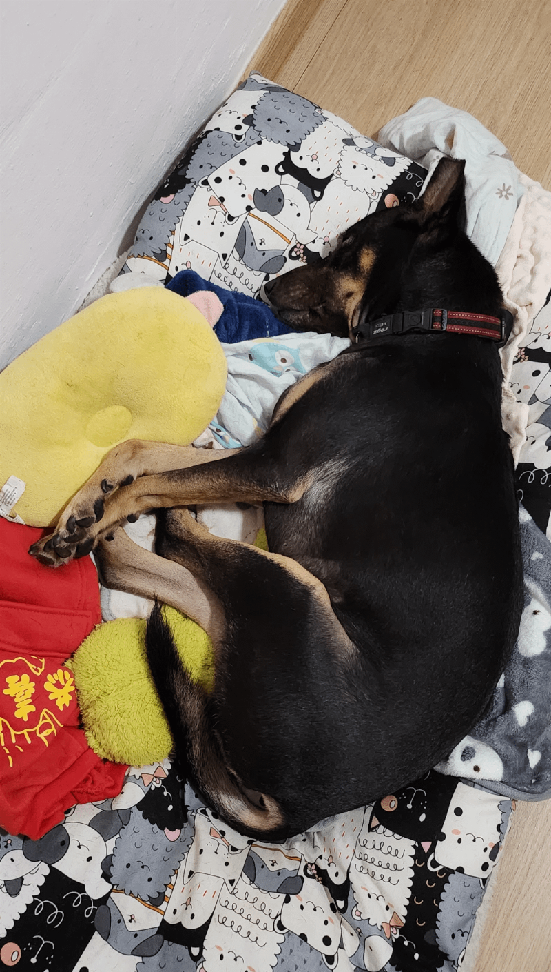 A calm Golden Retriever dog relaxing in a cozy, sunlit living room, lying on a plush dog bed, showcasing a safe space for training a dog to stay home alone.