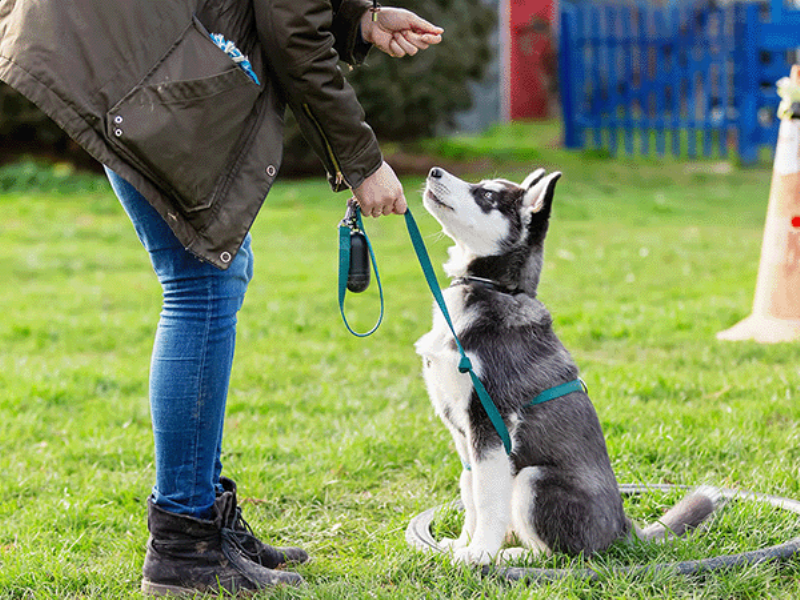Professional camo dog training session in Topeka, showing a focused dog and handler in an outdoor setting.