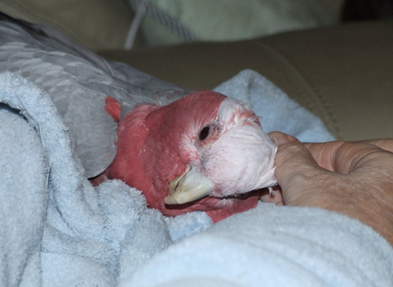 Can I carry my pet bird on the train? A person holding a small bird carrier on a train platform.