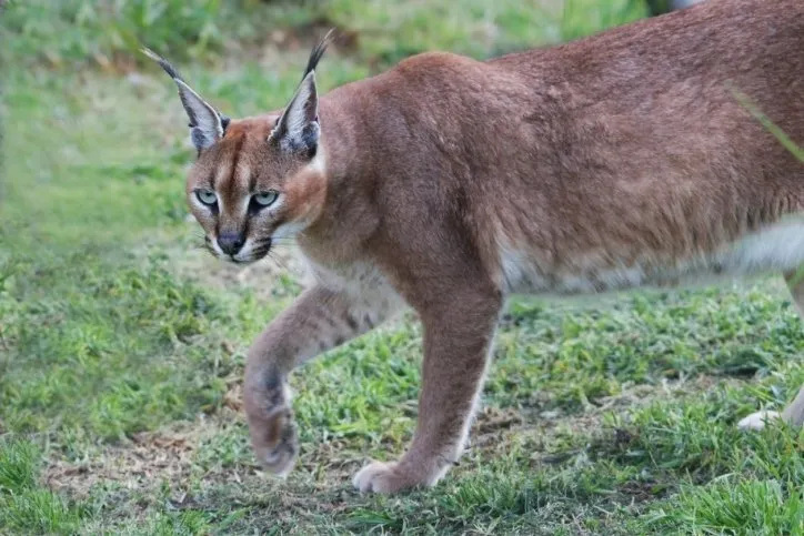 caracal