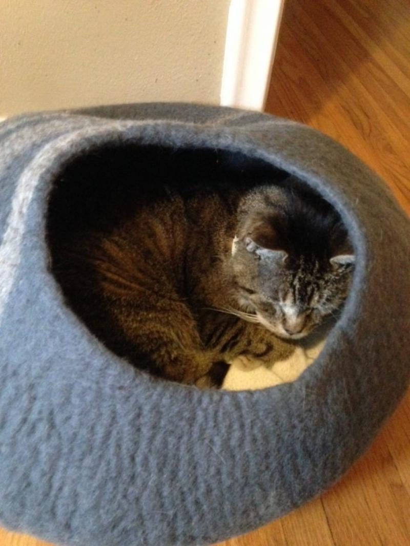 A healthy adult cat eagerly eating Gravy Train cat food from its bowl in a cozy home environment.