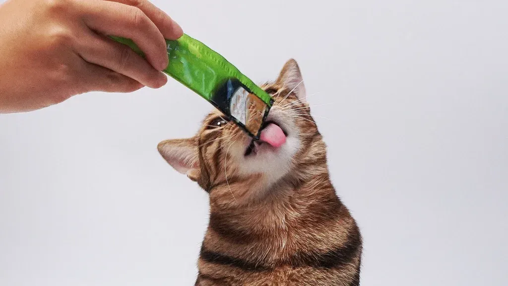 cat eating nutritious food