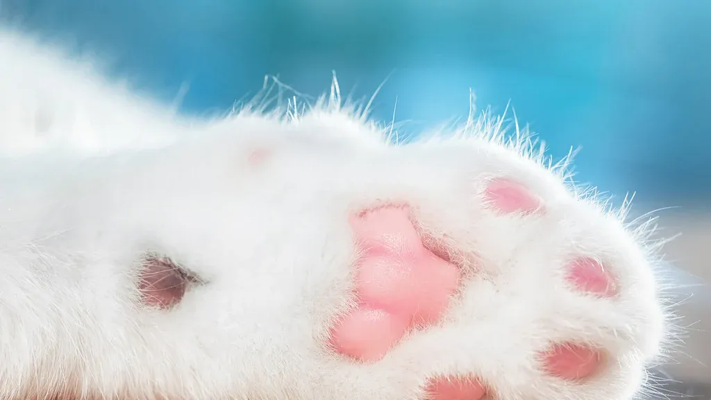 cat fur shedding pattern