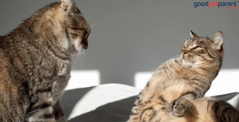 Adorable cat curiously sniffing a new cat harness, indoors. The harness is colorful and lies on a rug.