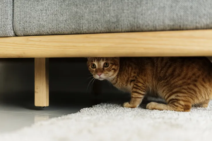 Cat hiding under a bed