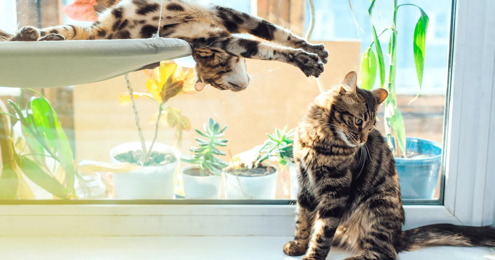Cat in window bed stretching to reach tabby cat seated on the windowsill