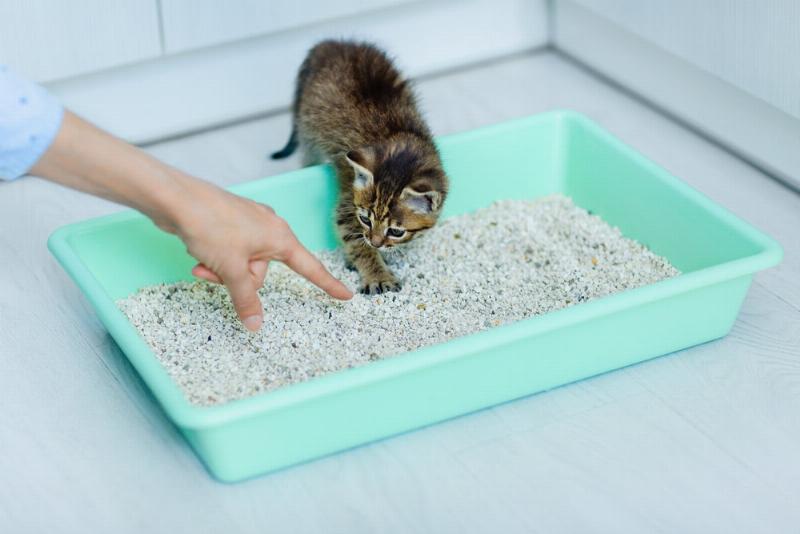 Curious kitten observing a clean litter box, natural instincts at play