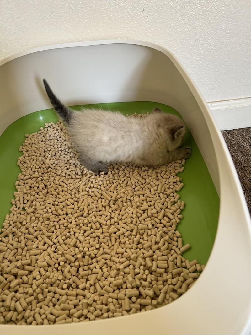 adorable-kitten-learning-to-use-litter-box-correctly