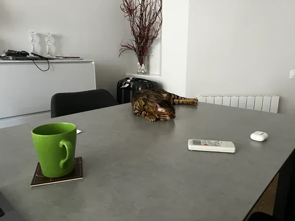 Cat on a Table