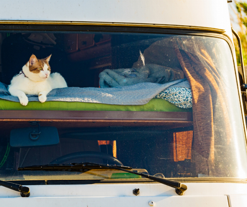 Essential cat safety training tips for a secure home environment