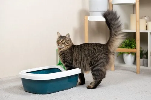 Cat stepping into a litter box
