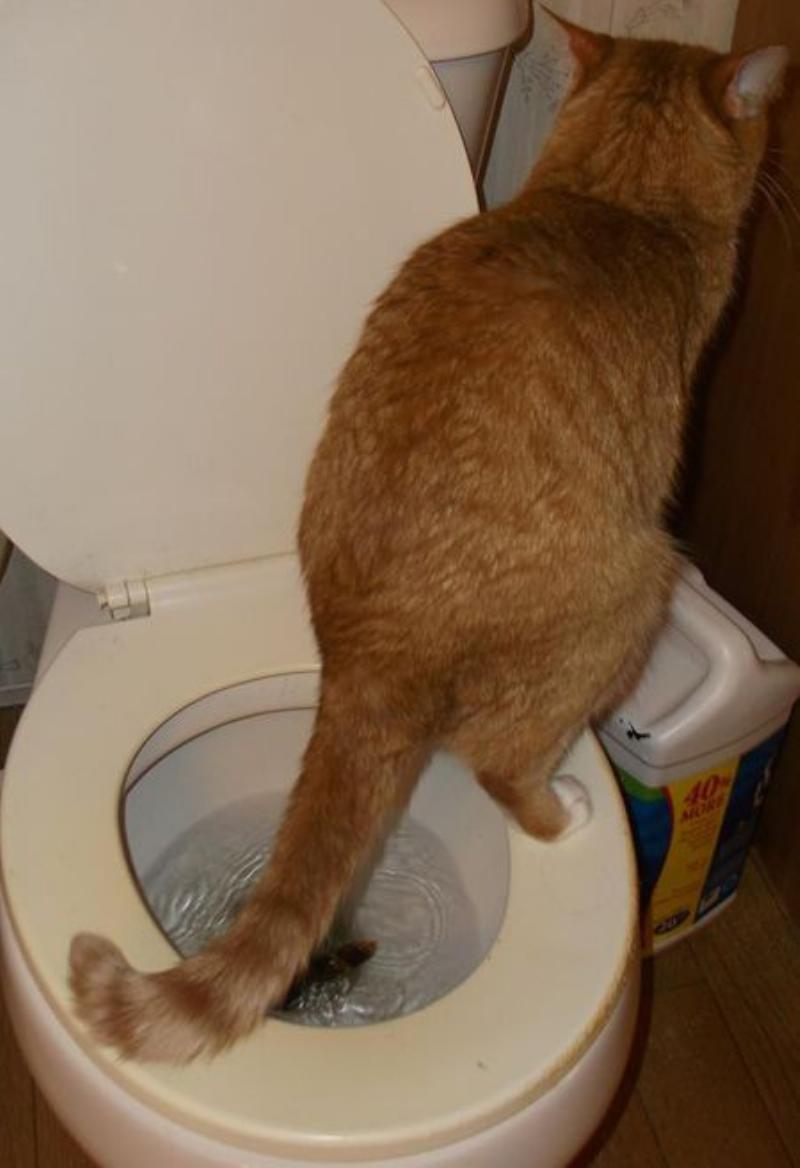 Cat using a special training seat on a toilet bowl, filled with flushable litter