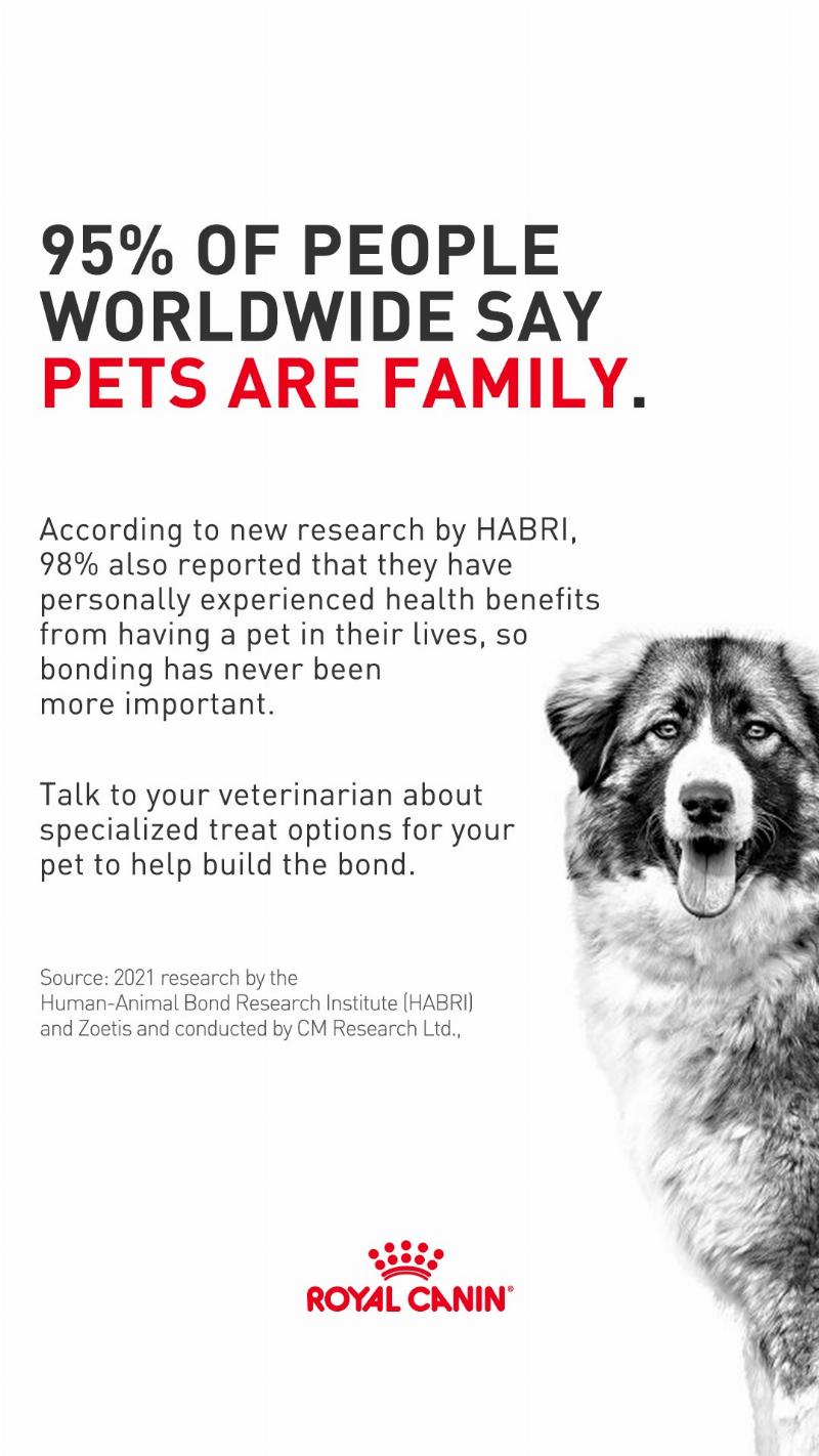 A cat happily interacting with its owner during a training session, showing a strong bond