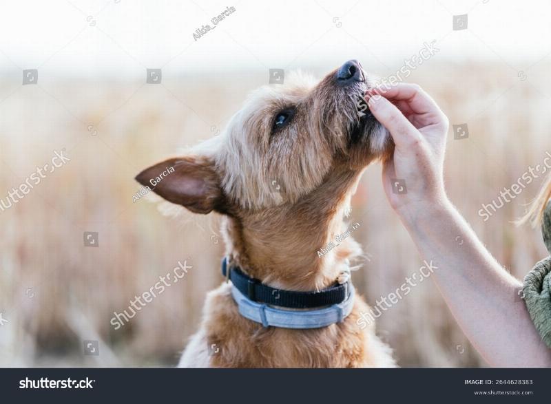 Golden retriever puppy sitting obediently, looking at owner holding a treat and a clicker. Training session in a living room. High-quality, natural light.