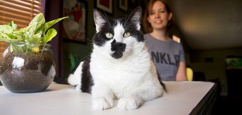 A curious cat uses an elevated litter box placed next to a toilet, symbolizing the first step in toilet training.