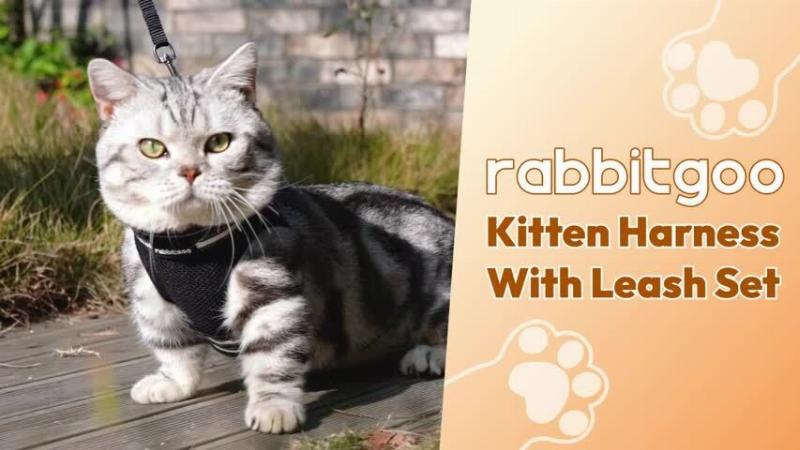 A curious cat exploring its environment while wearing a comfortable, well-fitted vest-style harness indoors.