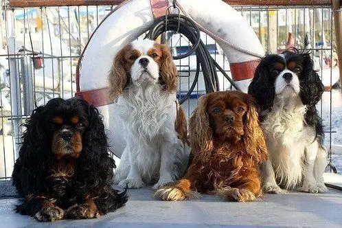 The Cavalier King Charles Spaniel A Hunting Paradox - An Unlikely Hunter with Royal Roots
