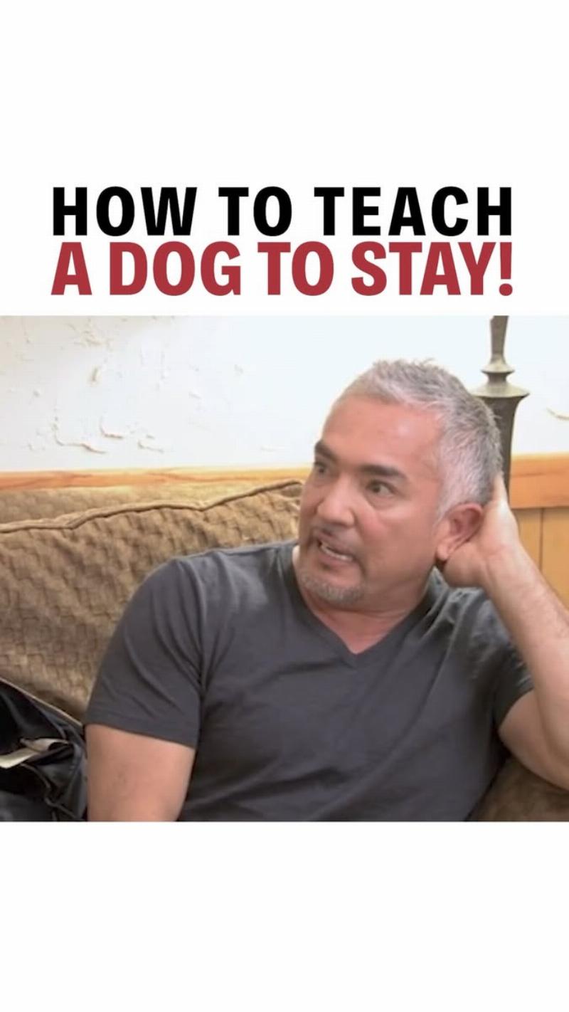 A clear chart showing the different tiers of Cesar Millan's training options with their corresponding price ranges, from online courses to private sessions, to answer the question 'how much does Cesar Millan charge for dog training?'