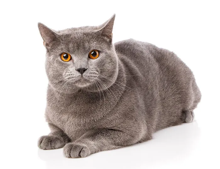 Chartreux Cat Care
